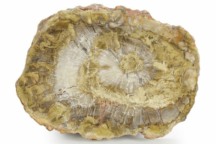 Polished Petrified Wood (Araucaria) Round - Madagascar #355321